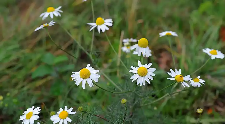 Hytte i Ferienhausgebiet Hillenseifen