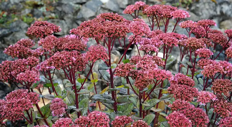 Hytte i Ferienhausgebiet Hillenseifen