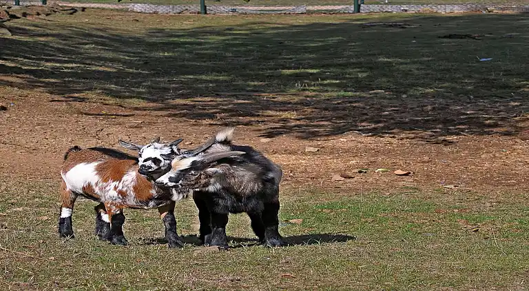 Hytte i Ferienhausgebiet Hillenseifen