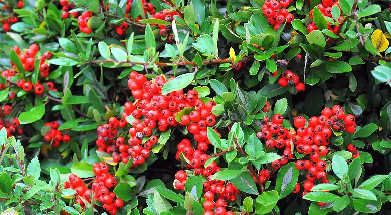 Hytte i Ferienhausgebiet Hillenseifen