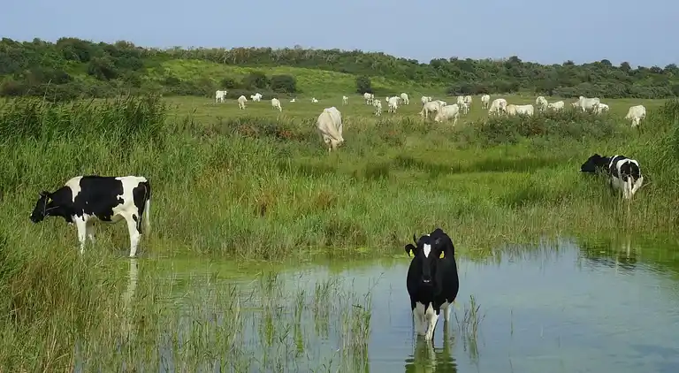 Cottage in Goedereede