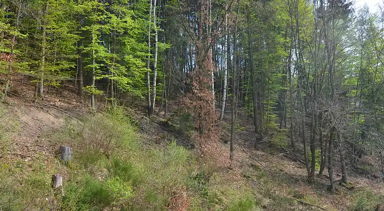 Ferienhaus in Hesborn