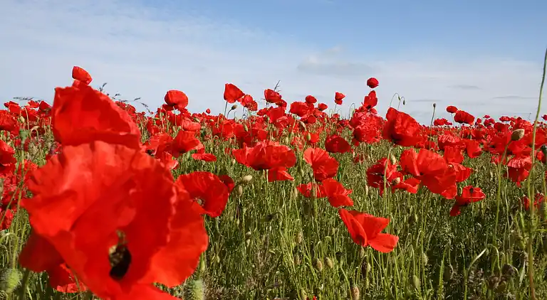 Apartment in Lischow