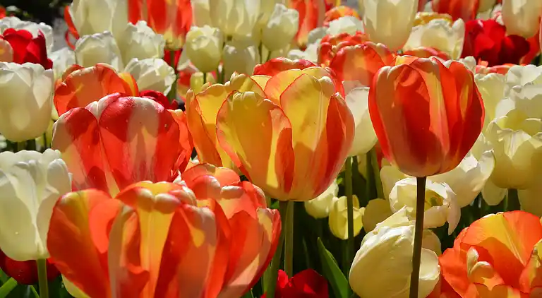 Ferielejlighed i Zuid-Holland