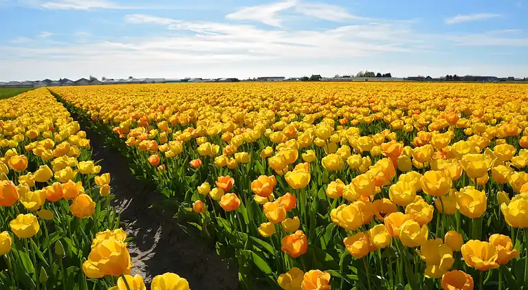 Ferielejlighed i Zuid-Holland