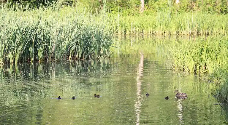 Ferielejlighed i Kühlungsborn