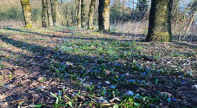 Holiday home in Petit-Thier