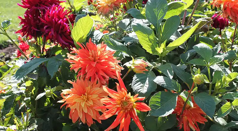 Ferielejlighed i Kühlungsborn-West