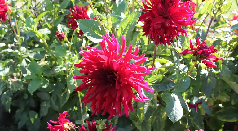 Ferielejlighed i Kühlungsborn-West