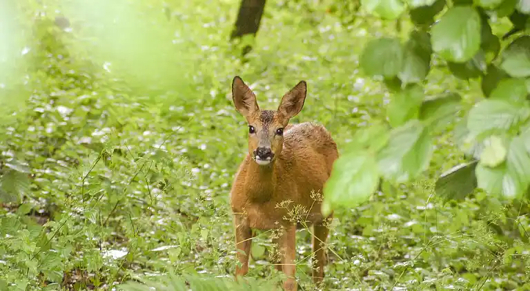 Farmhaus in Val de Louyre et Caudeau