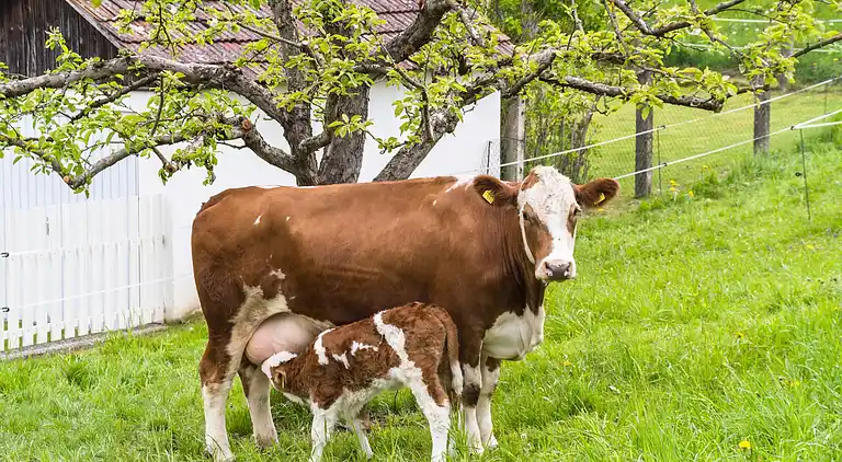 Vakantiehuis in Sankt Andrä