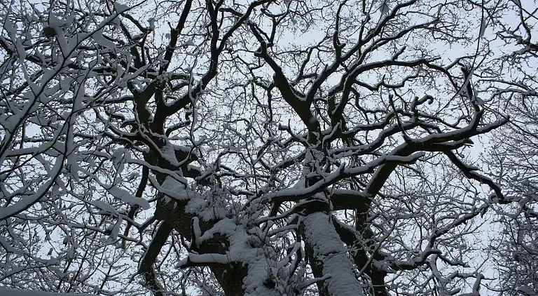 Ferielejlighed i Kühlungsborn