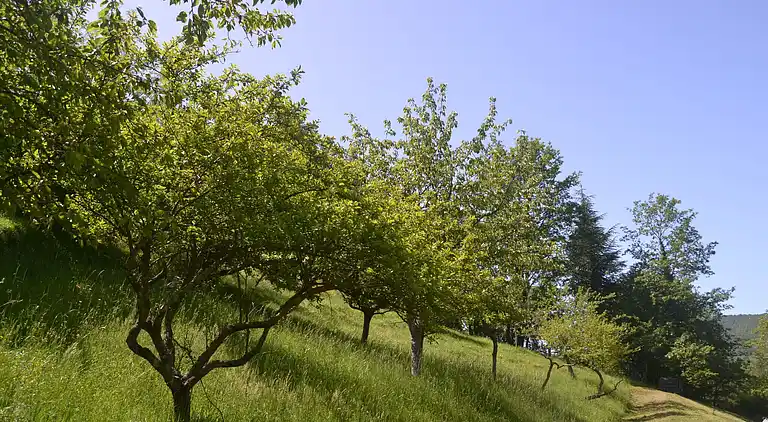 Sommerhus i Campo Tizzoro