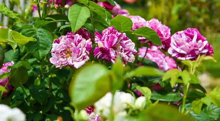 Vakantiehuis in La Forêt-de-Tessé