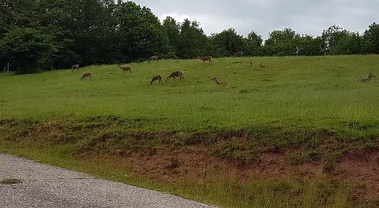 Sommerhus i Reyersviller