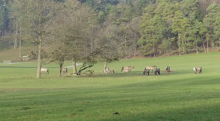 Sommerhus i Nassogne