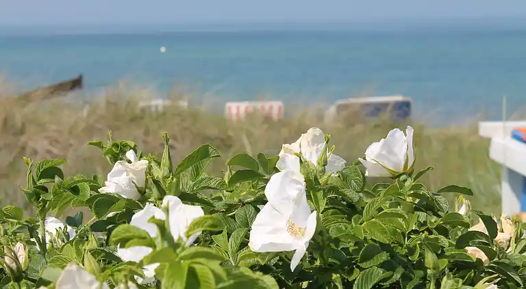 Ferielejlighed i Kühlungsborn