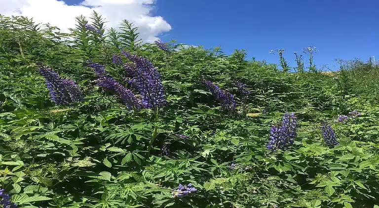 Apartment in Les Gets