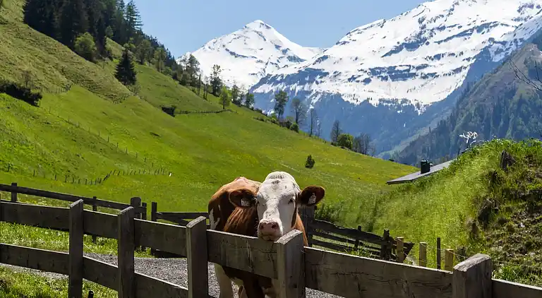 Ferienwohnung in Rauris