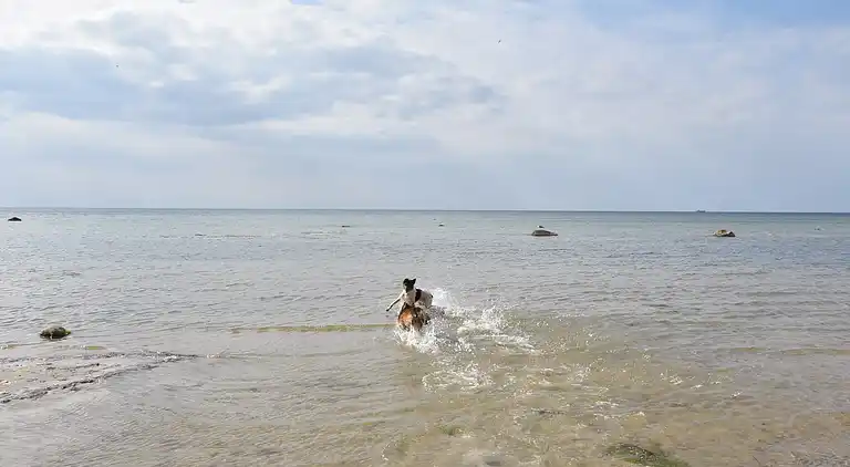 Holiday home in Zierow