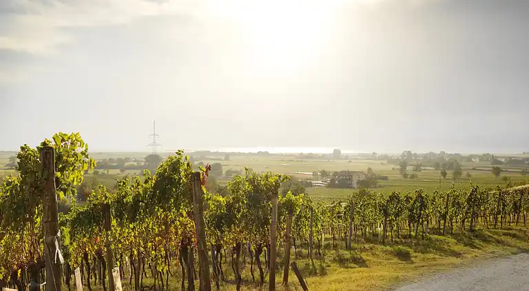 Apartment in Lutzmannsburg