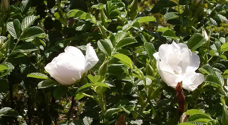 Vakantiehuis in Verucchio