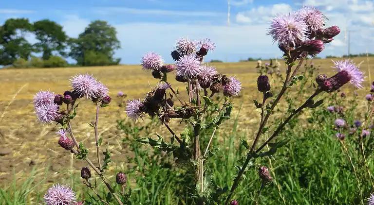 Holiday home in Kägsdorf