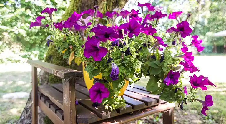 Holiday home in Savignac-Lédrier