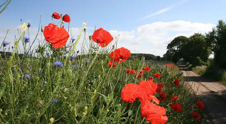 Apartment in Stellshagen
