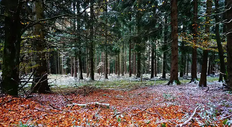 Ferienhaus in Züschen