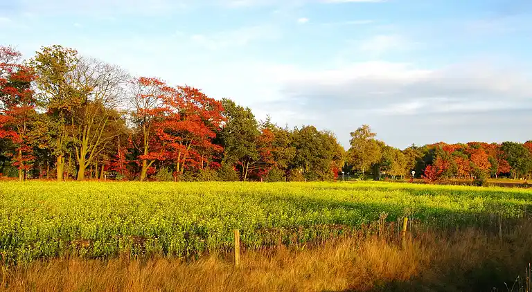 Sommerhus i Ruinerwold
