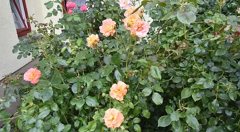 Ferielejlighed i Teschow