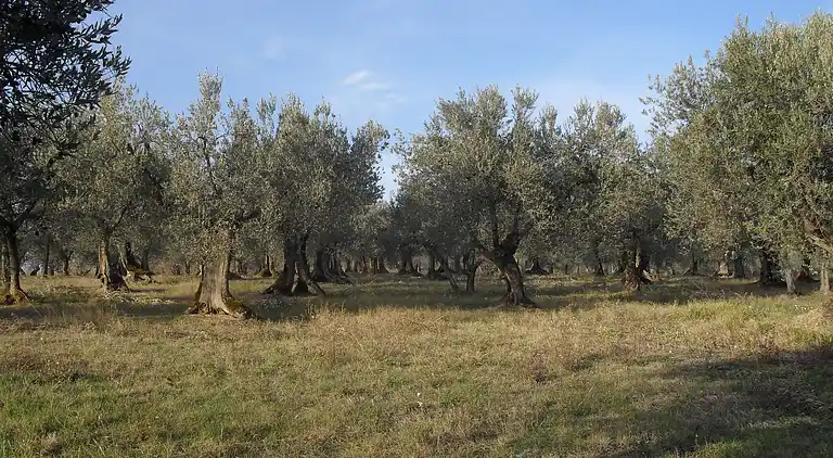 Gårdhus i Villa del Marchese