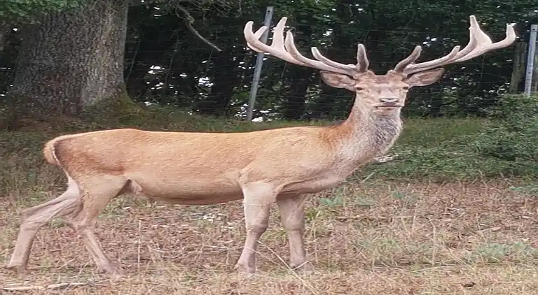 Sommerhus i Reyersviller