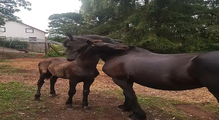 Sommerhus i Reyersviller