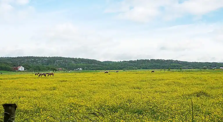 Sommerhus i Kungälv C