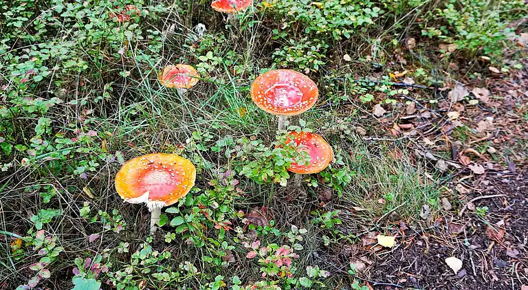 Holiday home in Uddevalla