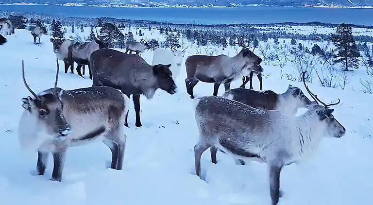 Semesterbostad i Kraksletta