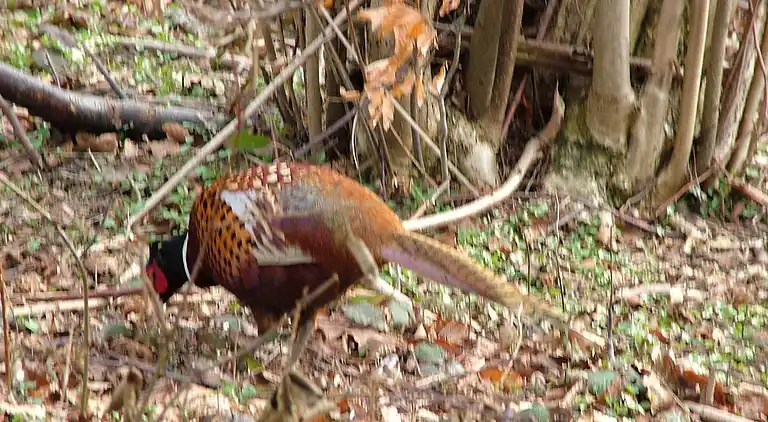 Sommerhus i Tranekær
