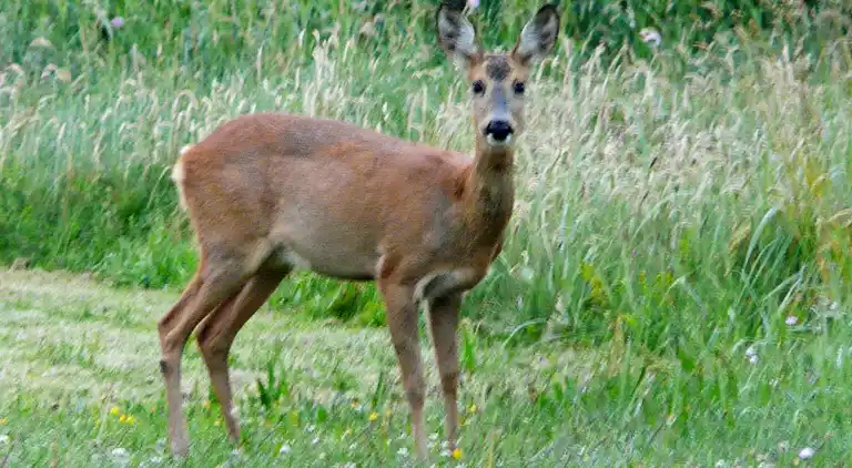 Holiday home in Lønstrup