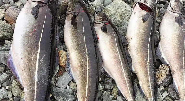Holiday home in Lyngen