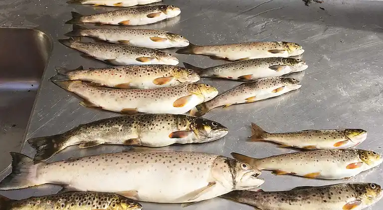 Holiday home in Tingvoll