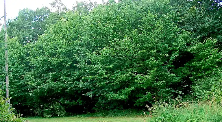 Holiday home in Laholm N