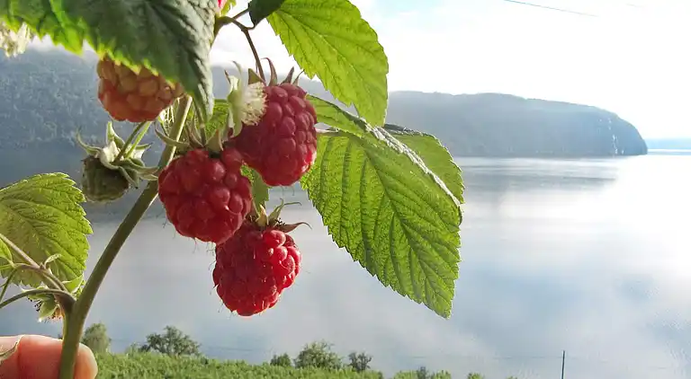 Holiday home in Stryn Municipality