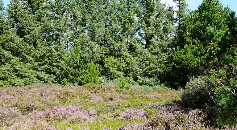 Semesterbostad i Kongsmark