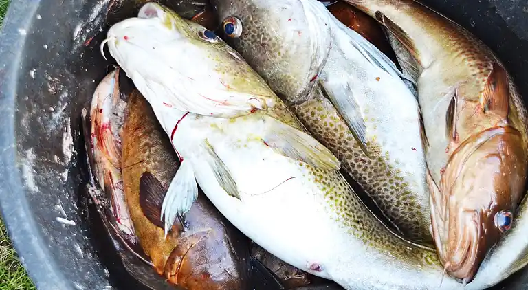 Holiday home in Fjørtoft