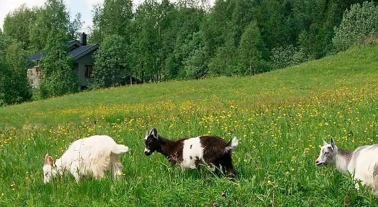 Holiday home in Holand