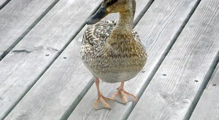Holiday home in Otterndorf