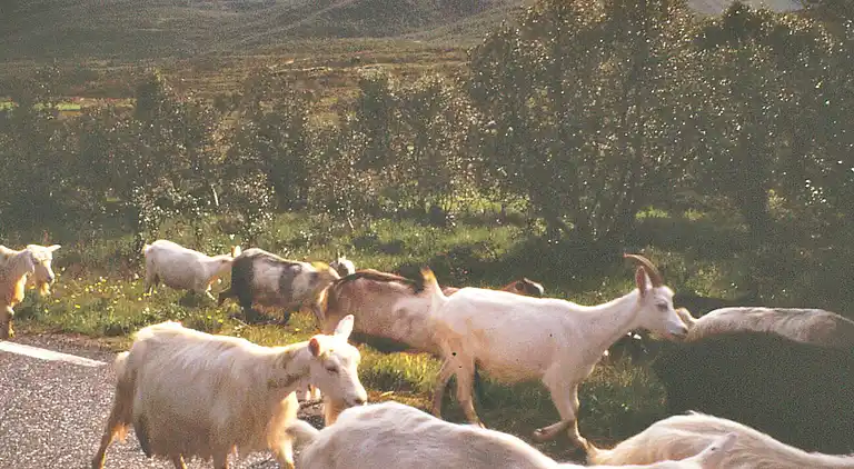 Sommerhus i Vestvågøy