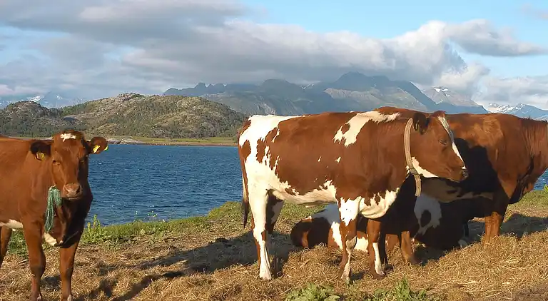 Holiday home in Åmnes